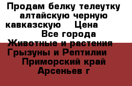 Продам белку телеутку алтайскую,черную кавказскую. › Цена ­ 5 000 - Все города Животные и растения » Грызуны и Рептилии   . Приморский край,Арсеньев г.